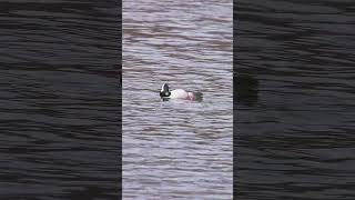 🦆🦆 Bufflehead Ducks  Morning Serenity Bufflehead Ducks at Play wildlife nature [upl. by Roselia]