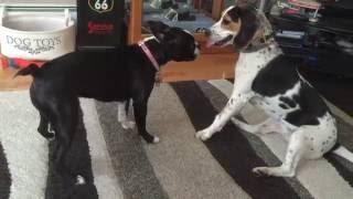 Dogs playing Beagle and Boston Terrier battle it out [upl. by Nirag]