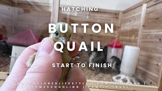 Hatching button quail from start to finish [upl. by Annia424]