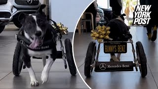 Twolegged dog gifted custom MercedesBenz wheelchair in heartwarming video [upl. by Idnahc]