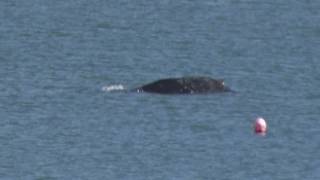 Hump Back Whale Slapton Sands still swimming in the bay South Devon [upl. by Marillin]