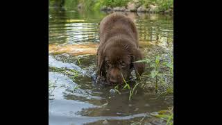 Buying a Labrador Retriever Puppy Now Teaching a Puppy to Heel and Waterfowl in the AM or PM [upl. by Amles750]