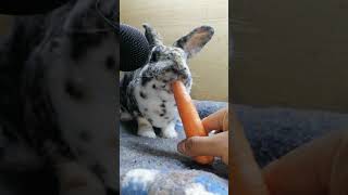 Conejo haciendo ASMR hasta volverse viral  cute rabbit 🐰 conejo bunny conejoganador [upl. by Naples]