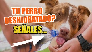 🐶SEÑALES de Advertencia ⚠️De DESHIDRATACIÓN en PERROS [upl. by Queenie60]