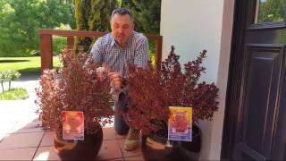 Plant Profile Coprosma Pacific™ Sunrise [upl. by Salbu]