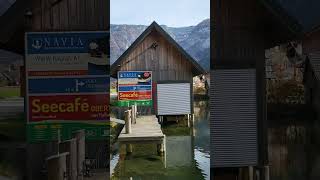 Swans in Obertraun Austria in a very clear lake [upl. by Valeda]