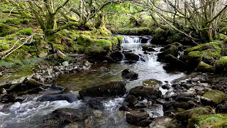 Forest River Nature SoundsMountain Stream Waterfall8 Hr Relaxing Birds amp Water Sounds for Sleeping [upl. by Mandler]