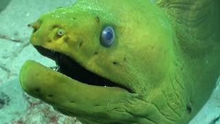 Diver is Chased by Powerful Green Eel Looking inside muscular mouth and teeth close encounter [upl. by Iznek]