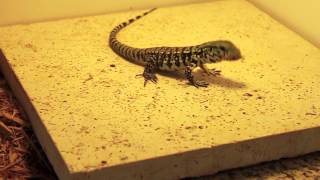 Baby Tegu Eating Its First Crickets Repidemic [upl. by Nolava]