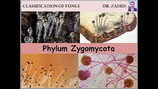 Phylum Zygomycota English and Urdu by DrZahid [upl. by Ativoj313]