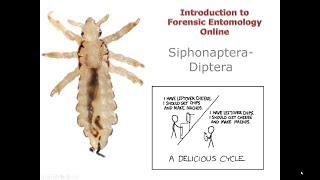 7 4 Siphonaptera Diptera [upl. by Zealand512]