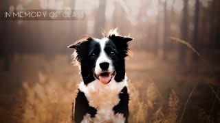 In Memory of Classy Border Collie [upl. by Nwahsyd]