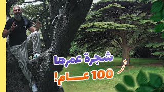 Vlog 96 أقدم شجرة أرز في لبنان The oldest tree in Lebanon ذكريات لبنان [upl. by Lonne]