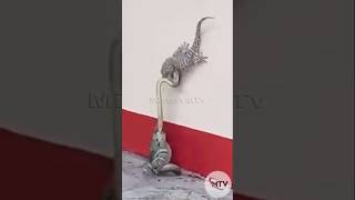 Snake vs Gecko  Brave gecko battles to save his beloved [upl. by Ydissahc]