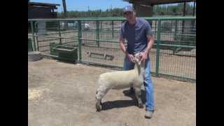 Sheep amp Goat Showmanship The 4 Step Process [upl. by Koziara]