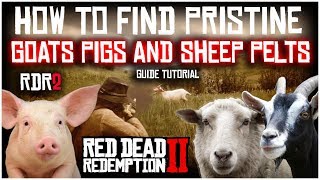 HOW TO FIND PRISTINE GOATS SHEEP AND PIGS PERFECT PELTS  RED DEAD REDEMPTION 2  GUIDE TUTORIAL [upl. by Akzseinga713]