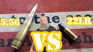 22lr better than 556  Lets find out [upl. by Seligmann]