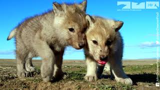 Robotic Wolf hangs out with Wolf Cubs at Den [upl. by Hermione]