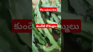 కుందేటి కొమ్ములుCaralluma umbelletaHerbal plantytshort [upl. by Cotter]