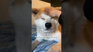 How to annoy your dog  dogs akitainu [upl. by Adams]