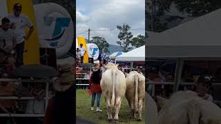 Vicente Fernández Los Mandados CHAROLÁIS ECUADOR 🇪🇨 [upl. by Pelage51]