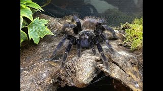 Pterinopelma sazimai Brazilian blue rehouse and care [upl. by Persis]