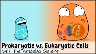 Prokaryotic vs Eukaryotic Cells Updated [upl. by Haziza463]