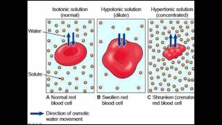 Micronutrient Deficienciesnutrition self reliance part 1 [upl. by Ecydnarb]