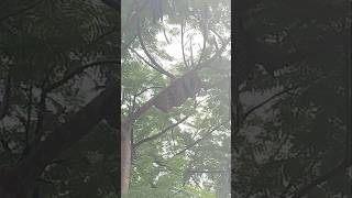 Bee 🐝on the tree while raining rain nature shorts reels pinterest [upl. by Leibarg]