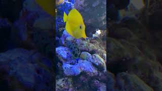 Green Mandarin Goby Scavenging The Rocks goby [upl. by Erroll]