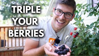 Game Changing Tip to Grow SUPERNATURAL Blackberries [upl. by Irrep]