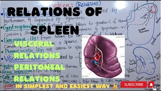 Relations of SPLEEN  spleen anatomy  Part 2 ayeshamedicaleducation [upl. by Icnarf875]