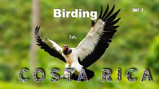 BIRDS AROUND BOCATAPADA COSTA RICA 4K [upl. by Ab]