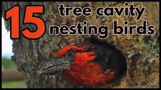 15 TREE CAVITY NESTING BIRDS [upl. by Ogir]