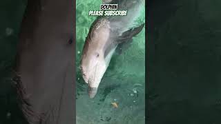 Dolphin 🐬 Cute animals 😺 cute shorts shortvideo viralvideo  Dolphin love 😍 Humans [upl. by Anilegna113]