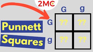 Punnett Square Basics  Mendelian Genetic Crosses [upl. by Esmond713]