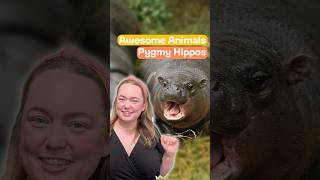 Awesome Animals Pygmy Hippos [upl. by Ahsieker]