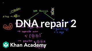 DNA repair 2  Biomolecules  MCAT  Khan Academy [upl. by Haidebej]