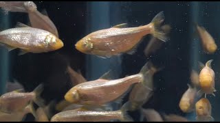 Overeating and starving both damage the liver Cavefish provide new insight into fatty liver disease [upl. by Adamek]