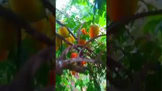 Cortando fruta carambola [upl. by Giverin]