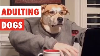 Adulting Dogs  Funny Dog Video Compilation 2017 [upl. by Vladamar226]