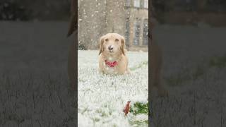 Chavenage in the snow britishheritage cotswolds rivals chavenage poldark manor winter [upl. by Cormick]