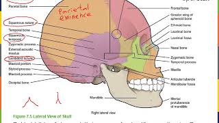 Axial Skeleton Part 1 [upl. by Aromas]