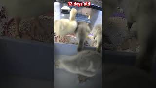 Goslings 12 days old [upl. by Airdnua]