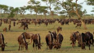 Mwiba Lodge  Serengeti  Tanzania [upl. by Lenehc]