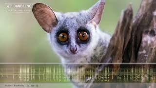 Lesser Bushbaby Calls  Cute squeaks amp sounds of a Bush Baby calling at night [upl. by Enaasiali]