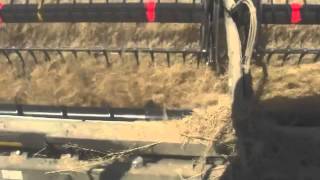 Suzies Mustard and Brown Seed Harvest [upl. by Nugent]