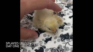 How to correct splayed legs in chicks  The Clever Coop Company [upl. by Anavrin965]