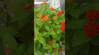 BEAUTIFUL LANTANA lantana flowers naturelovers lantana flower [upl. by Waiter459]