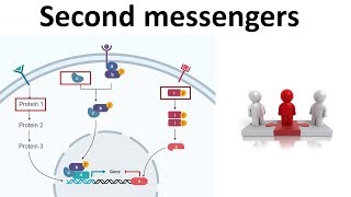 Inositol Triphosphate IP3 and Calcium Signaling Pathway  Second Messenger System [upl. by Annayoj]